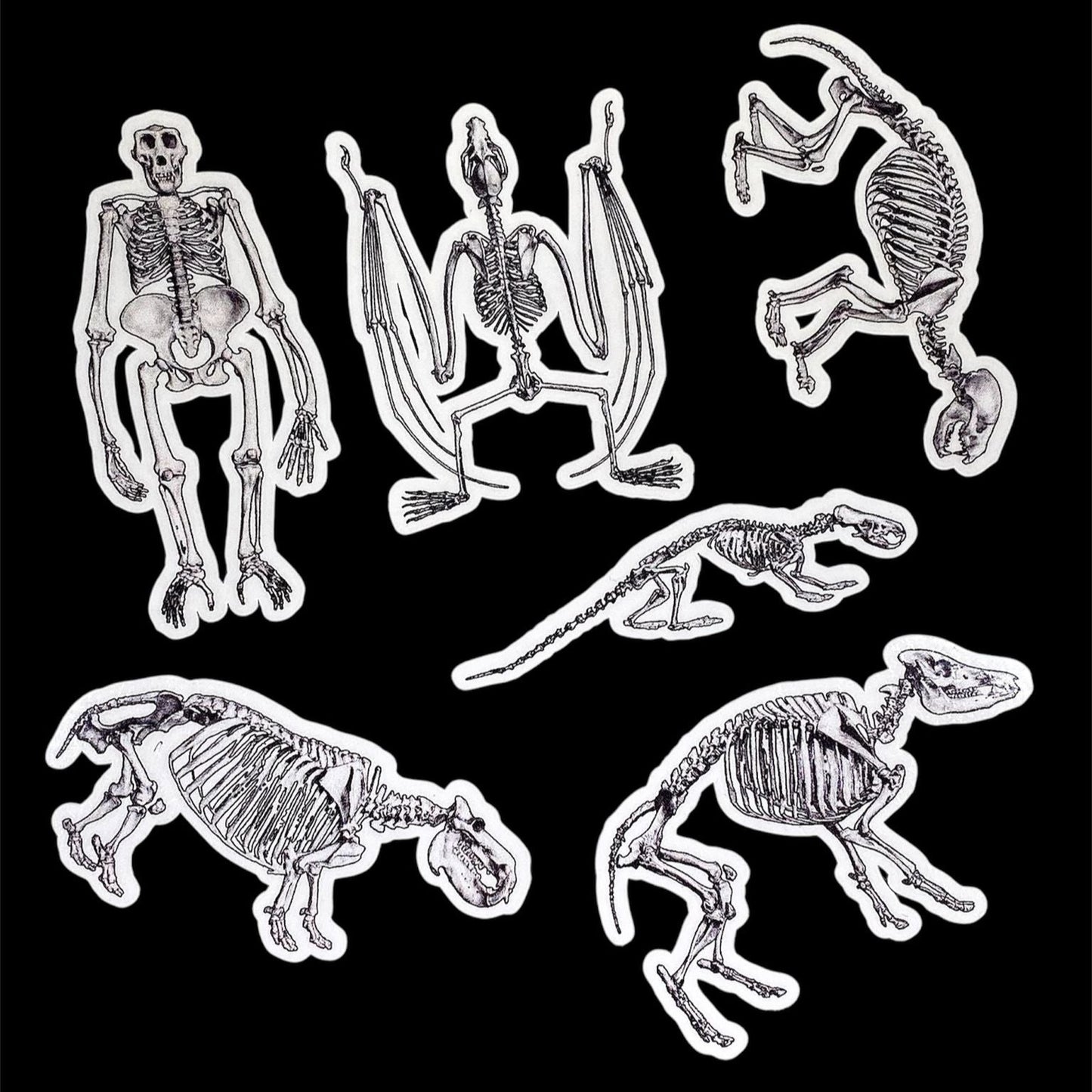 Big Animal Skeleton Sticker Set