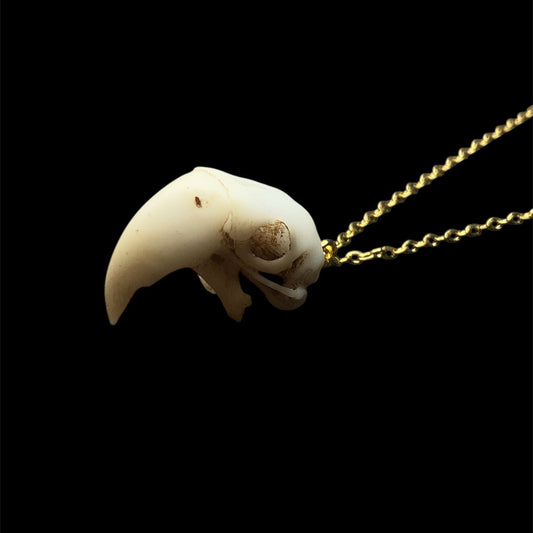 Parrot skull necklace